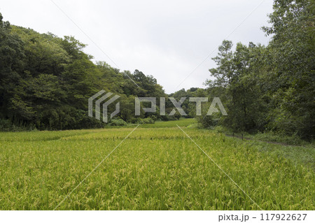 横浜の原風景の戸塚区舞岡ふるさと公園の夏 横浜の原風景の戸塚区舞岡ふるさと公園の夏 117922627