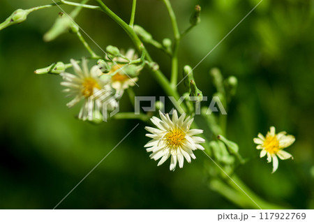 信濃川・やすらぎ堤の秋の野芥子 117922769