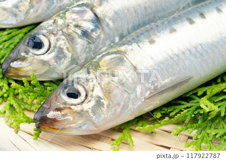 生のマイワシの頭部のクローズアップ 117922787