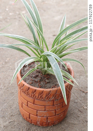 Spider plant on nursery for sell 117922789