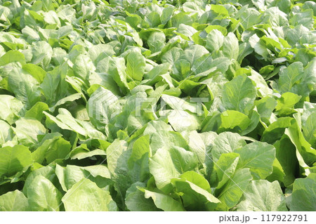 Spinacia oleracea on farm for harvest Spinacia oleracea on farm for harvest 117922791