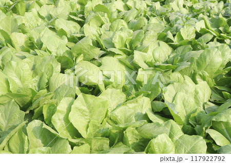 Spinacia oleracea on farm for harvest Spinacia oleracea on farm for harvest 117922792