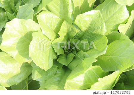 Spinacia oleracea on farm for harvest Spinacia oleracea on farm for harvest 117922793