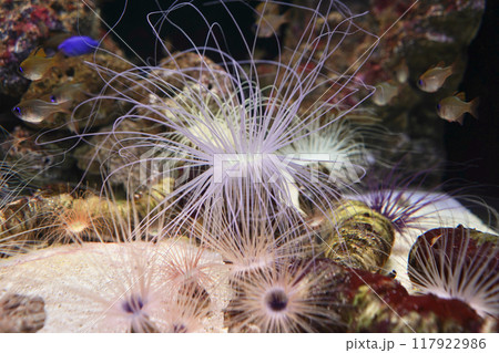 日本、東京、品川アクアパーク水族館の魚たち 117922986