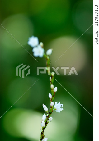 信濃川・やすらぎ堤の白花桜蓼(しろばなさくらたで) 117923113