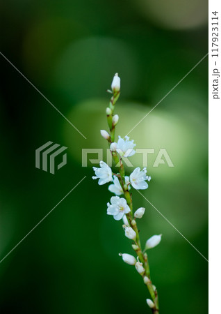 信濃川・やすらぎ堤の白花桜蓼(しろばなさくらたで) 117923114