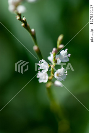信濃川・やすらぎ堤の白花桜蓼(しろばなさくらたで) 信濃川・やすらぎ堤の白花桜蓼(しろばなさくらたで) 117923117