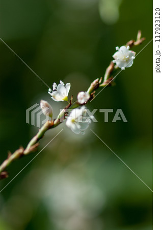 信濃川・やすらぎ堤の白花桜蓼(しろばなさくらたで) 117923120