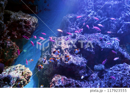 日本、東京、品川アクアパーク水族館の魚たち 日本、東京、品川アクアパーク水族館の魚たち 117923555