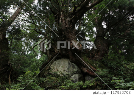 洞杉群の大樹 117923708