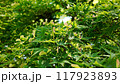 もみじの若葉と新芽と翼果（よくか） 117923893