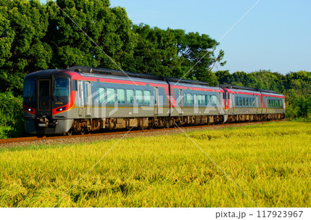 増結された特急うずしおと徳島の稲穂が織りなす風景 117923967