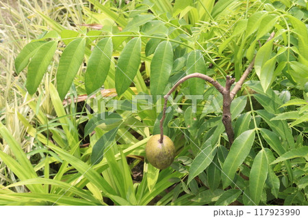 Spondias mombin plant on nursery Spondias mombin plant on nursery 117923990