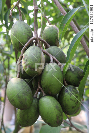 Spondias mombin plant on nursery 117923991