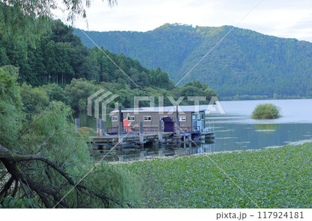 滋賀県余呉湖の浮島と水草 滋賀県余呉湖の浮島と水草 117924181