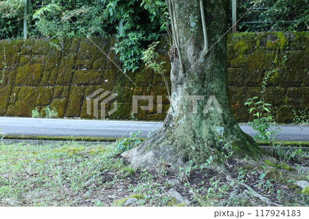 滋賀県余呉湖の苔むした道 滋賀県余呉湖の苔むした道 117924183