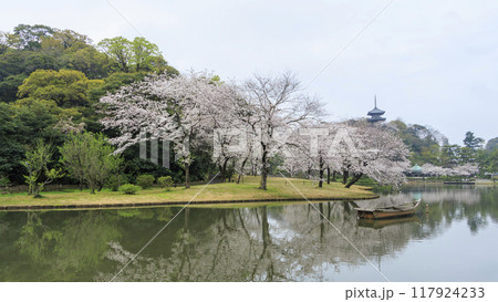 池に映る桜(三溪園) 池に映る桜(三溪園) 117924233
