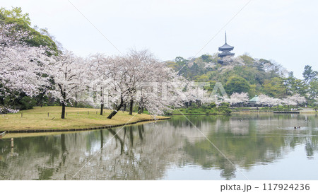 池に映る桜(三溪園) 池に映る桜(三溪園) 117924236