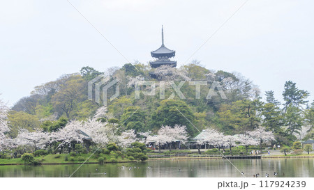 池に映る桜（三溪園） 117924239