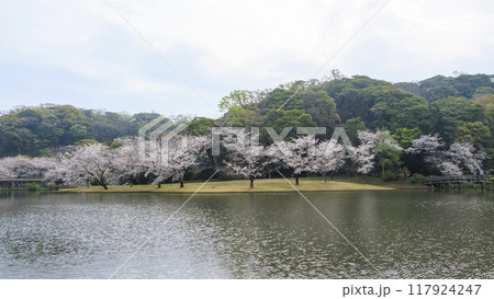 池に映る桜（三溪園） 117924247