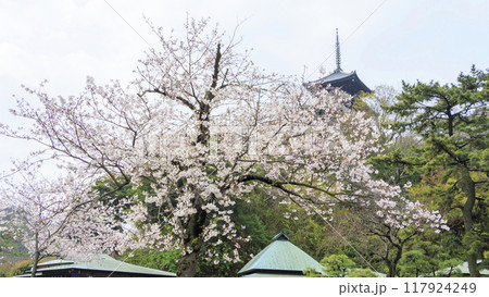 池に映る桜（三溪園） 117924249