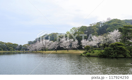 池に映る桜（三溪園） 117924250