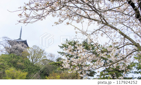 池に映る桜（三溪園） 117924252