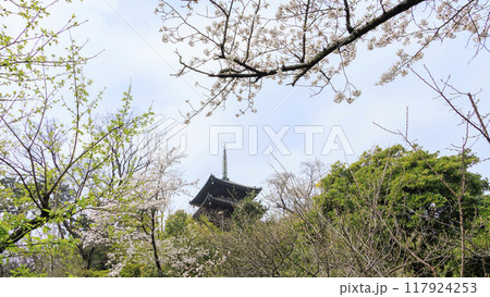 池に映る桜(三溪園) 池に映る桜(三溪園) 117924253