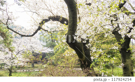 池に映る桜(三溪園) 池に映る桜(三溪園) 117924254