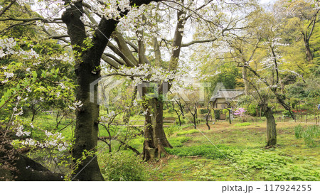 池に映る桜(三溪園) 池に映る桜(三溪園) 117924255