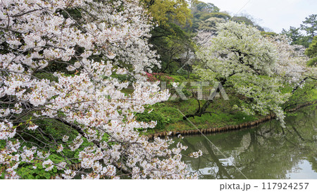 池に映る桜（三溪園） 117924257