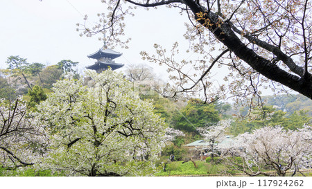 池に映る桜（三溪園） 117924262