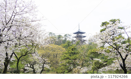 池に映る桜（三溪園） 117924266