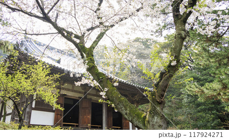 池に映る桜(三溪園) 池に映る桜(三溪園) 117924271