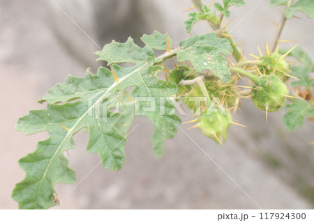 Solanum sisymbriifolium plant on jungle 117924300