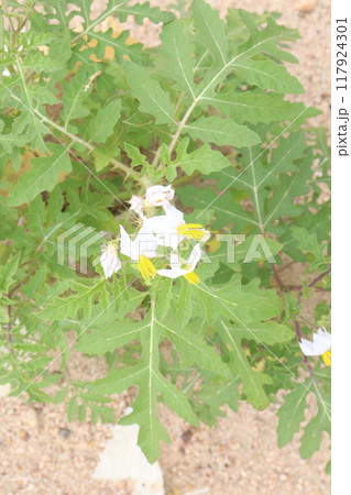 Solanum sisymbriifolium plant on jungle Solanum sisymbriifolium plant on jungle 117924301