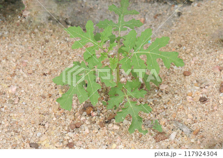 Solanum sisymbriifolium plant on jungle 117924304
