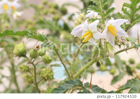 Solanum sisymbriifolium plant on jungle Solanum sisymbriifolium plant on jungle 117924310