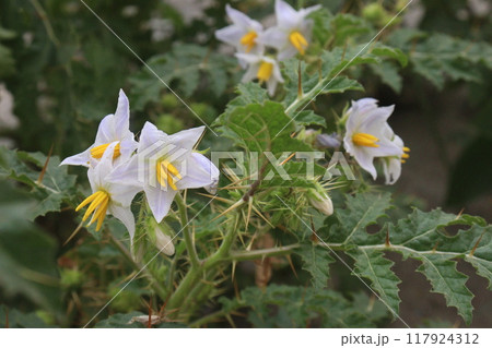 Solanum sisymbriifolium plant on jungle Solanum sisymbriifolium plant on jungle 117924312