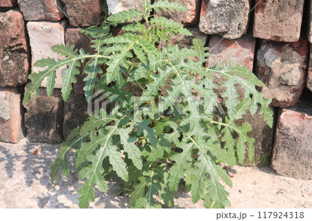 Solanum sisymbriifolium plant on jungle Solanum sisymbriifolium plant on jungle 117924318