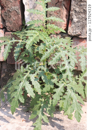Solanum sisymbriifolium plant on jungle Solanum sisymbriifolium plant on jungle 117924319