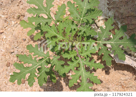 Solanum sisymbriifolium plant on jungle 117924321