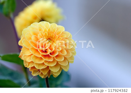 Delicate peach Dahlia flowers (Ball variety) are blooming in the garden in summer. Delicate peach Dahlia flowers (Ball variety) are blooming in the garden in summer. 117924382