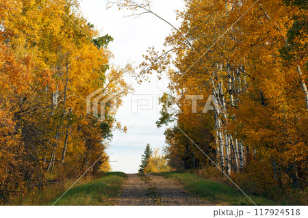 Country road with gravel among bright yellow autumn trees in the woodland. Country road with gravel among bright yellow autumn trees in the woodland. 117924518