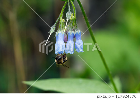 Vibrant Blue and pink flowers of Tall bluebells (Northern bluebells or Tall lungwort) are blooming in summer in the forest floor. 117924570