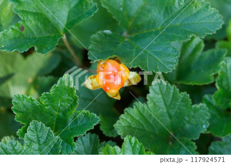 Bright orange ripe Cloudberry (nordic berry, bakeapple, knoutberry) is growing in the wild forest among green foliage. Bright orange ripe Cloudberry (nordic berry, bakeapple, knoutberry) is growing in the wild forest among green foliage. 117924571