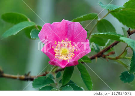 Beautiful and fragrant pink flower of Wild rose (or dog rose) is blooming in the wild on a branch with foliage. 117924572