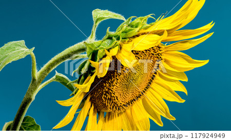 Blooming yellow sunflower on a blue background 117924949