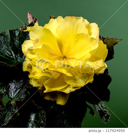 Blooming Yellow terry Begonia on a green background 117924950
