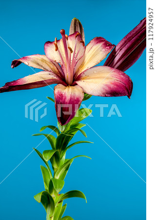 Blooming orange lollypop lily on a blue background Blooming orange lollypop lily on a blue background 117924957